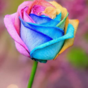 daredemonai-dareka avatar