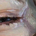 daringtofight avatar