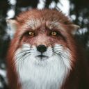 dark-fox99 avatar