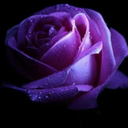 dark-purple-rose avatar