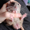 dark-side-of-the-pillow avatar