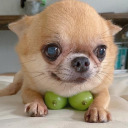 darkbagelknightmuffin avatar