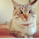 darkbearmanga avatar