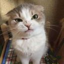 darkcharmolypi avatar