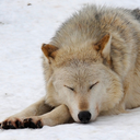 darkdreamscome avatar