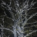 darkendarling avatar