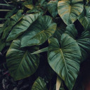 darkenedniqhts avatar