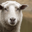 darkkillersheep avatar