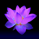 darklotusflower-blog1 avatar