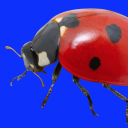 darkmatterworm avatar