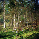 darkmoonrising avatar