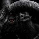 darkmoontears avatar