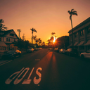 darkoakwolfie avatar