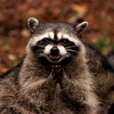 darkraccoon67 avatar