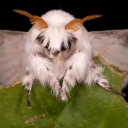 darkredandroyalblue avatar