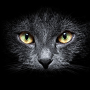 darksidekitty avatar