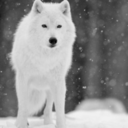 darling-muses avatar