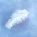 darlinghalcyon avatar