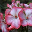 darlinglfds-blog avatar