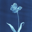 darlingloutus avatar