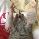 darndangdiddly avatar