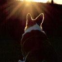 darnellcollums avatar