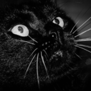 darnwafflessideblog avatar