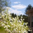 darthsabaktes avatar