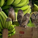 dash-dash-dash-e avatar