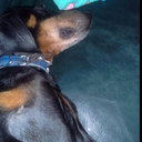 dashthejaureguidog avatar