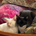 dastardly-ethereal-love avatar