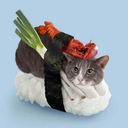 dat-sushi-cat avatar