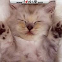 data-for-breakfast avatar