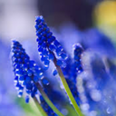 datass-thetic avatar