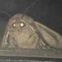 datblackmoth avatar