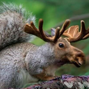 datsherlockearhat avatar