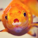 datshittygoldfish avatar