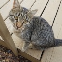 daughter-of-mamalilith avatar