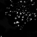 daughter-of-sarcasm avatar