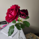 daughterofaphrodite17 avatar