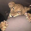 daughterofmhysa avatar