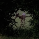 daughterovcain avatar