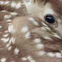 dauntless-deer avatar