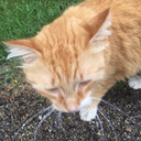 dauntlessdemigod22 avatar