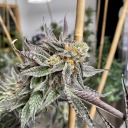 daves6not6here6man avatar