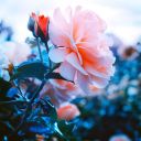 dawn-of-a-new-era avatar