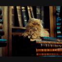 dawndelion-luv avatar