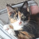 dawnofsomething avatar