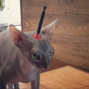 dawnstars-stuff avatar