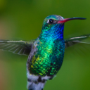 day-of-the-hummingbirds avatar